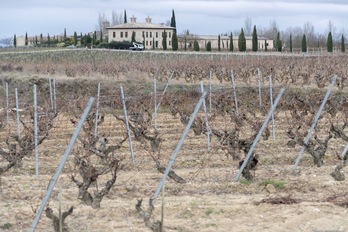Viñedos de Rioja Alavesa en el municipio de Guardia. (Juanan RUIZ | FOKU) 