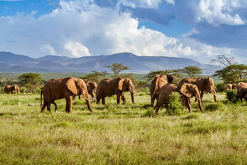 Un supuesto cazador furtivo murió el pasado sábado pisoteado por una manada de elefantes. (GETTY)