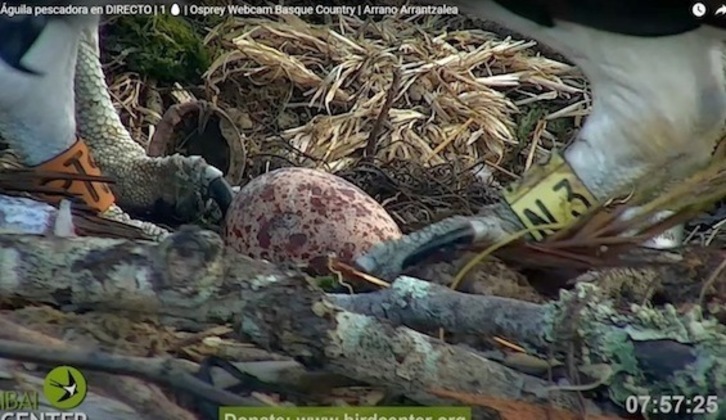 Arrano arrantzaleen lehenengo arrautza, Urdaibain. (Urdaibai Bird Center)