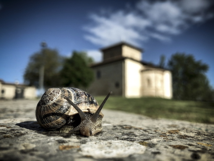 Un caracol solitario en Armentia el 28 de abril de 2020. (Raul BOGAJO/FOKU)