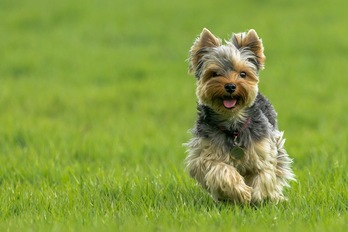 El Yorkshire Terrier es el más solicitado.