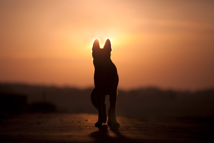 Al igual que las personas, los animales tienen derecho a tener un final de vida digno y acompañado por sus seres más queridos.   Getty IMAGES