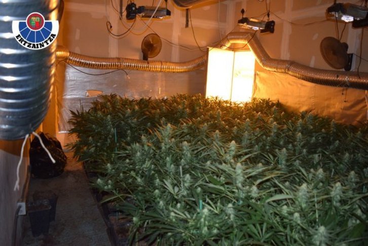 Plantas de marihuana halladas en el pabellón de Bilbo. (@ertzaintzaEJGV)