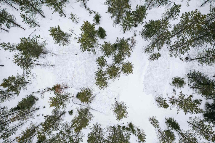 Vista aérea de un bosque en Suecia, esta primavera. (Jonathan NACKSTRAND / AFP) 