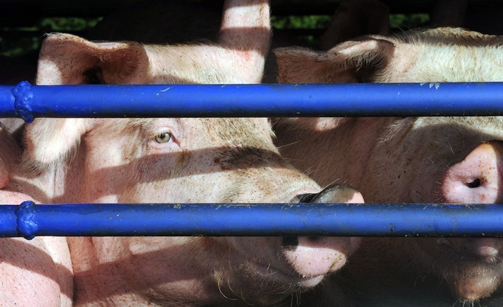 La cría de animales enjaulados debería quedar abandonada para el año 2027. (Fred TANNEAU | AFP)