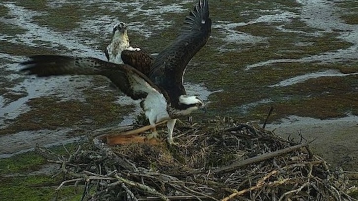 Urdaibaiko arrano arrantzaleak. (URDAIBAI BIRD CENTER)