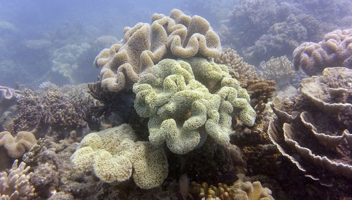 Los últimos informes han alertado de la gravedad del blanqueo de los corales registrado en los últimos años. (William WEST | AFP)