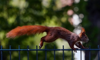 Un ardilla demuestra sus habilidades pasando por la parte superior de una verja en Berlín. (David GANNON/AFP)