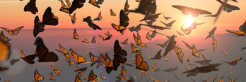 Esta imagen de un grupo de mariposas es cada vez más infrecuente. (Getty)