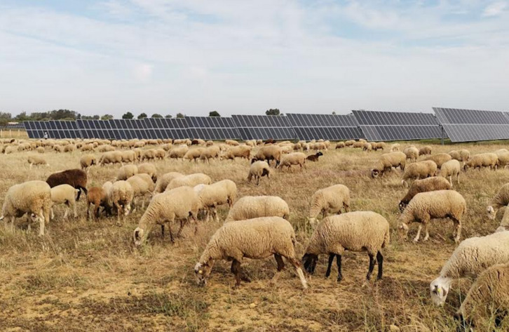 Eguzki-panelen inguruko landaredia kontrolatzeko artaldeak erabiltzen ditu Ingeteam euskal enpresak. (INGETEAM)