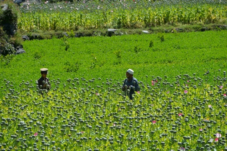 Cultivo de opio en Afganistán. (AFP)