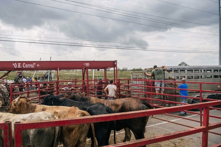 Ganado bovino en un rancho de Louisiana (EEUU). Este tipo de ganadería contribuye en gran medida a la emisión de gases de efecto invernadero como el metano. (Brandon BELL/Getty Images/AFP)