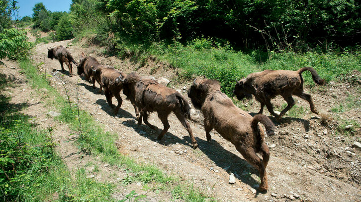Unos bisontes europeos se desplazan por la zona de reintroducción de Magura Zimbrilor, a unos 20 kilómetros de Armenis, en Rumanía, el 12 de junio de 2015. (Daniel MIHAILESCU/AFP)