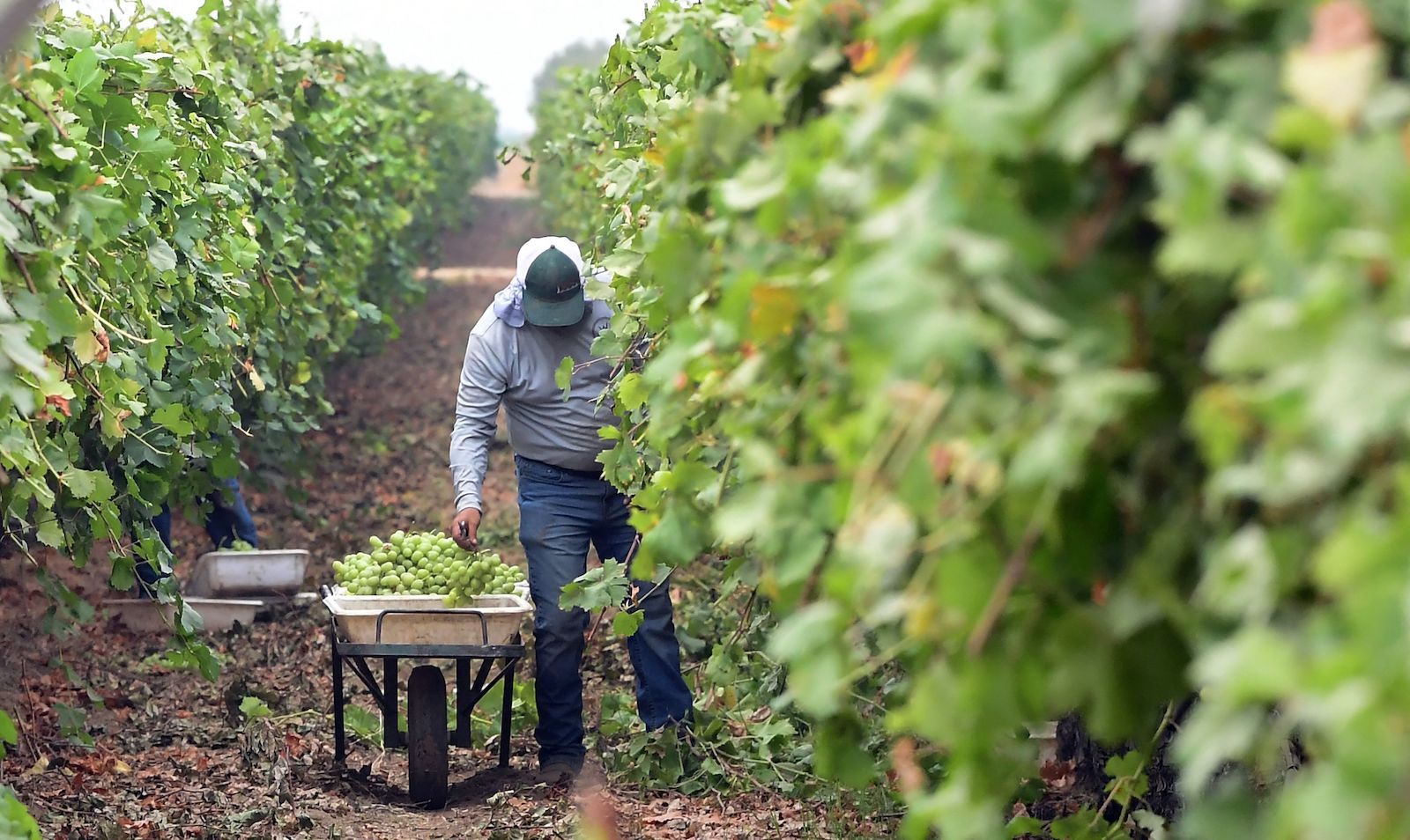 Trabajadores en los campos de Lamont. (Frederic J. BROWN/AFP)