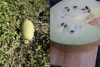 Melona, kanpotik eta barrutik. (Intia)
