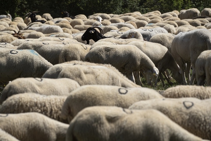 Un rebaño de ovejas atravesará el centro de Atarrabia antes de realizar tareas de desbroce en Ezkaba. (Jagoba MANTEROLA/FOKU)