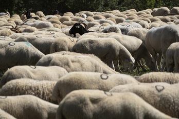 Un rebaño de oveja atravesará el centro de Atarrabia antes de realizar tareas de desbroce en Ezkaba. (Jagoba MANTEROLA/FOKU)