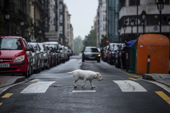 Matar voluntariamente a un animal será delito y se castigará más severamente el maltrato, desatención o abandono. (Aritz LOIOLA/FOKU)