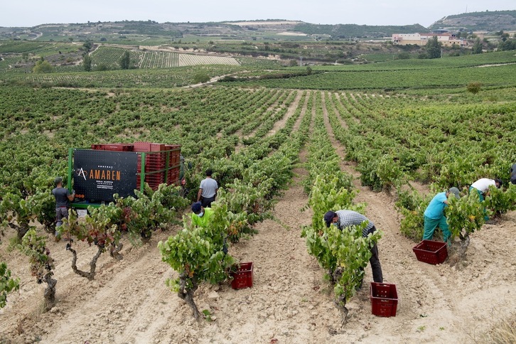 La vendimia de 2020 en la Rioja Alavesa. (Raul BOGAJO/FOKU)