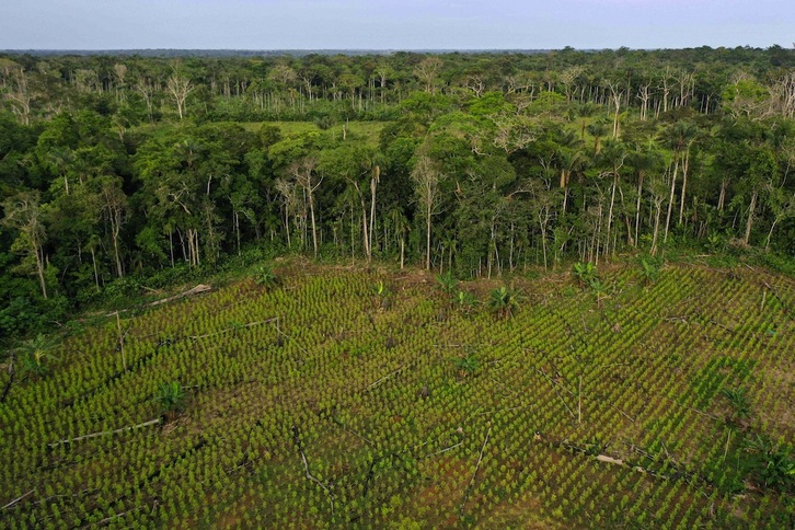 Vista aérea de un campo sembrado con coca en una zona deforestada del Guaviare, departamento de la Amazonia colombiana. (Raul ARBOLEDA/AFP)