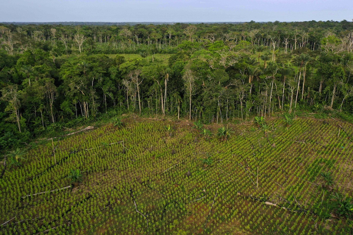 La selva amazónica, víctima insospechada del acuerdo de paz en Colombia |  Mundua | Naiz