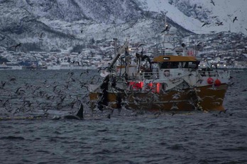 Un barco, rodeado de orcas y pájaros, en el fiordo de Skjervoy.