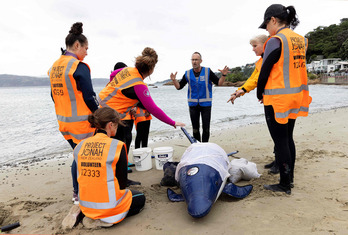 Un grupo de voluntarios aprenden con el muñeco de ballena. 