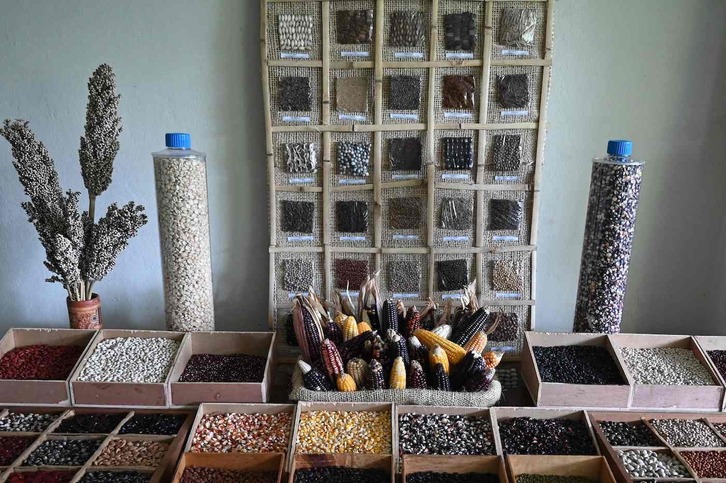 El banco guarda «semillas criollas de 300 especies.