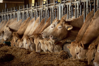 Vacas en la granja de Fermin Gorraiz, en su granja del valle de Longida.