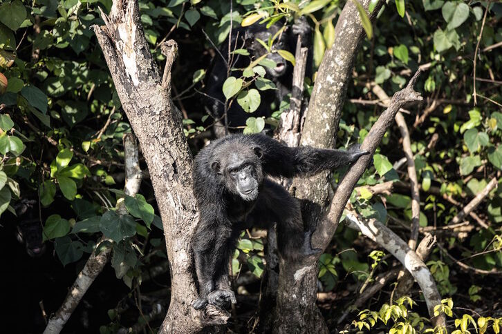 Un chimpancé aguarda a que sus cuidadores le den de comer en las Islas Marshall.