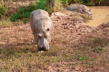 Bi hipopotamo, Kolonbian. 