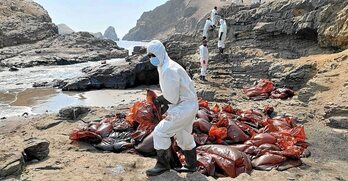 Al menos se ha vertido al mar el equivalente a 10.396 barriles de crudo (1,65 millones de litros).