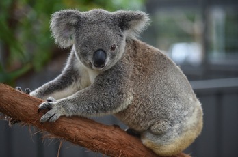 El koala es un símbolo en todo el mundo del ecosistema único de Australia