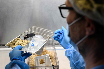 Un investigador da de comer a un ratón en el laboratorio.