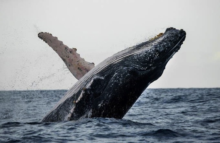 La temporada de observación de ballenas es un atractivo turístico de la bahía de Samaná.