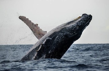 La temporada de observación de ballenas es un atractivo turístico de las zonas costeras de Samaná.