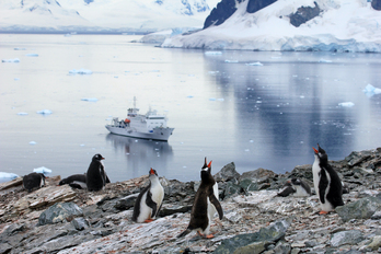 Ikerketaren arabera, mikroplastikoak zooplanktonak irensten ditu, eta zooplanktonetik pinguinoak bezalako animalia handiagoak elikatzen dira. 