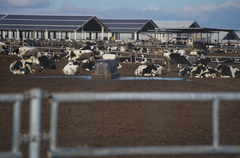 Vacas en las instalaciones de Valle de Odieta en Caparroso.