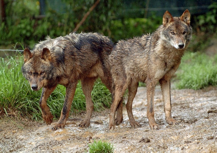 El fósil del primer lobo identificado en Europa está datado hace 400.000 años.