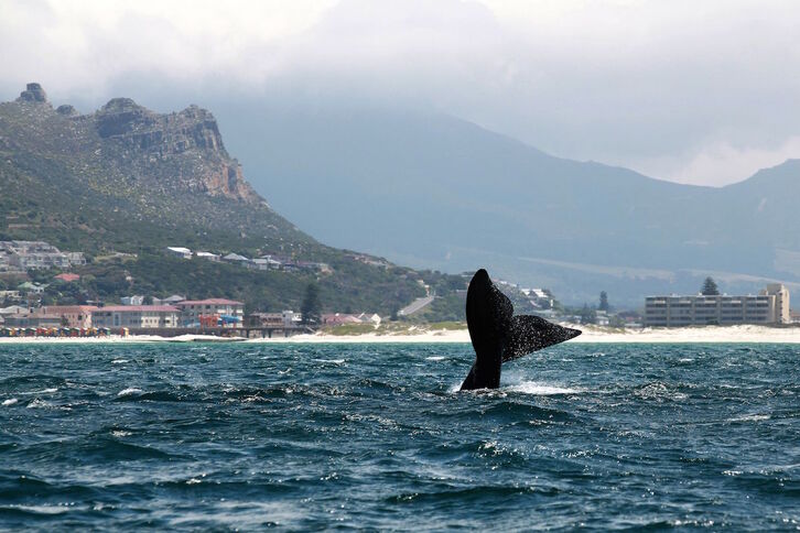 Balea bat Hego Afrikako kostaldean, Cape Townen. 