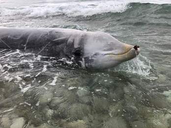 Una de las ballenas varadas en las costas de la isla de Corfú, en Grecia.