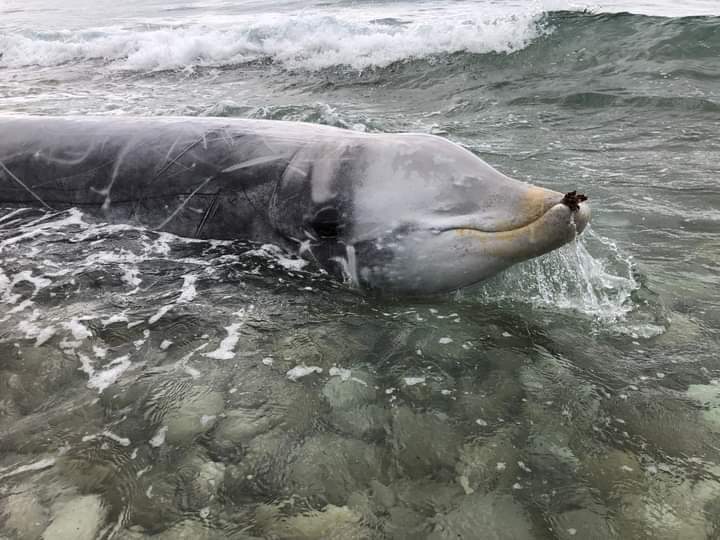 Ballenas varadas y prevención