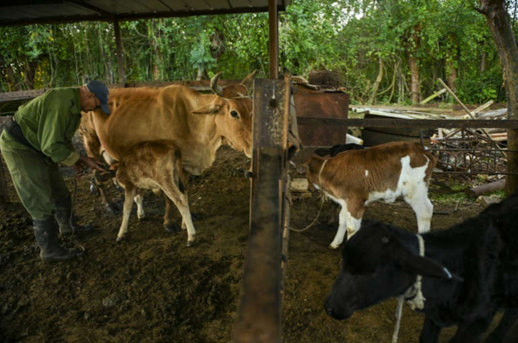 Domingo Díaz, en su establo en el que produce la preciada leche.