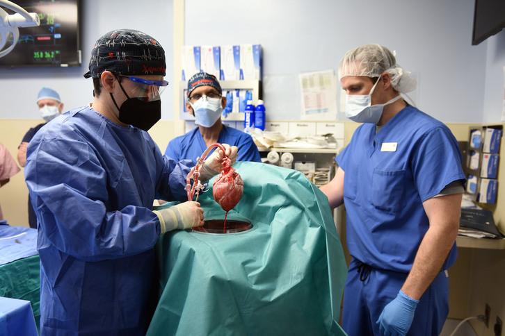 Los médicos, con el corazón de cerdo genéticamente modificado que trasplantaron a David Bennett. 