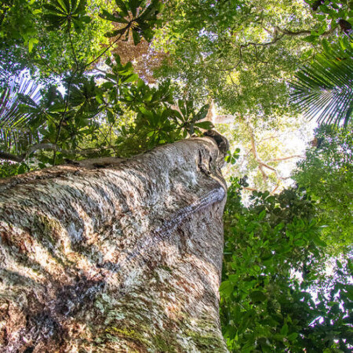 El Shihuahuaco es uno de los árboles más altos del bosque amazónico, alcanzando hasta 60 metros de altura.