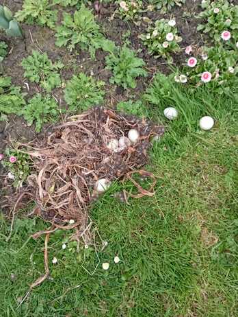 El nido y los huevos, esparcidos fuera de la isleta central.