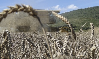 Cosechadora de trigo.