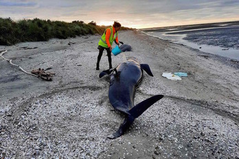 Una voluntaria intenta mantener hidratada a una de las ballenas supervivientes. 