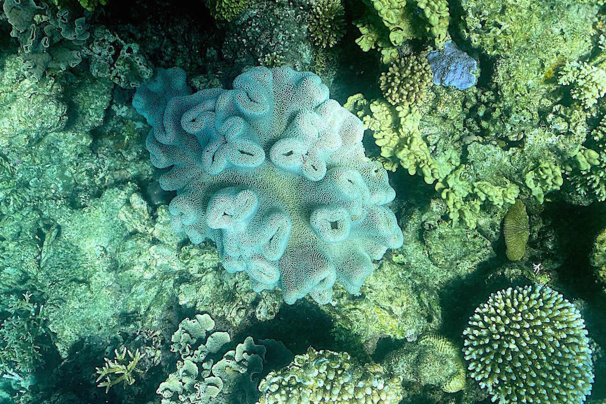 Australiako Arrezife Hesi Handiko koral bat, zuritzen hasia. (Glenn NICHOLLS)