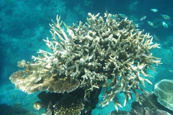 Australiako Harrezife Hesi Handiko koral bat, jada zurituta. 